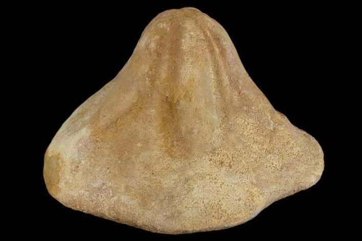 Miocene Fossil Echinoid (Clypeaster) - Taza, Morocco #174364